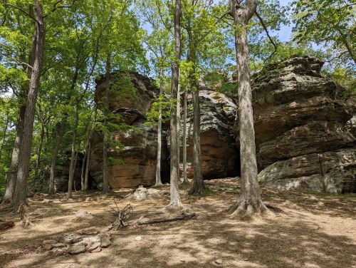 A rocky outcrop surrounded by tall trees in a lush green forest under a clear blue sky.