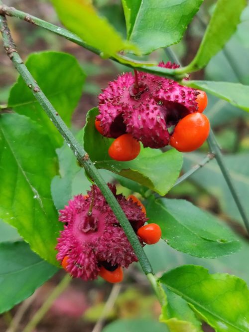 Close-up of vibrant pink and orange berries on a green leafy branch.