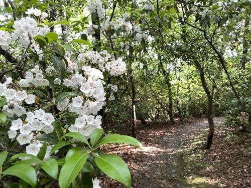 A serene forest path lined with blooming white flowers and lush green foliage.