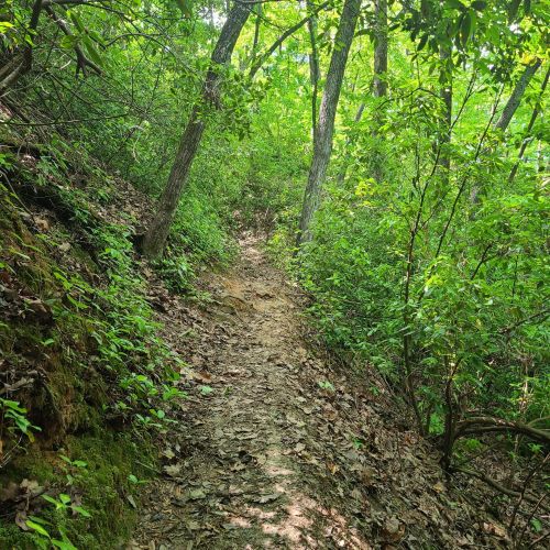 A narrow dirt path winds through a lush, green forest with trees and underbrush on either side.
