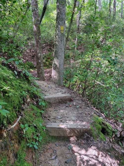 A narrow, wooded trail with wooden steps leading through lush greenery and trees.