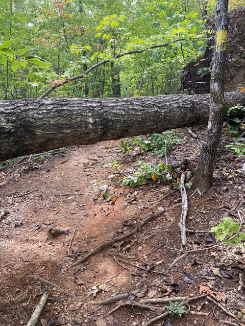 A fallen tree blocks a dirt path in a wooded area, surrounded by green foliage and rocky ground.