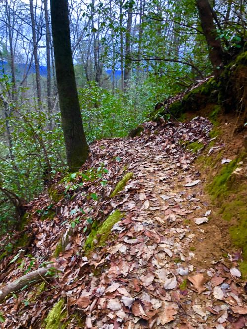 A winding dirt path covered in leaves, surrounded by trees and greenery in a forested area.