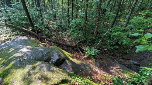 A lush forest scene with moss-covered rocks, fallen trees, and a small stream flowing through dense greenery.