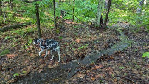 A dog with a black and white coat walks along a forest path beside a small stream, surrounded by green foliage.