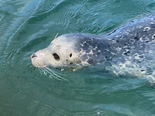 A close-up of a seal swimming in clear blue water, with its head partially above the surface.