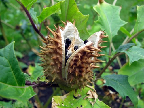 A spiky seed pod partially open, revealing dark seeds inside, surrounded by green leaves.