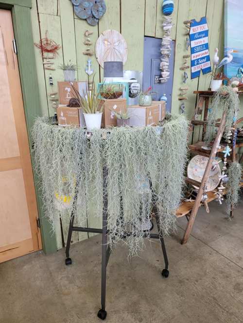 A display table draped with Spanish moss, surrounded by decorative items and plants in a coastal-themed shop.