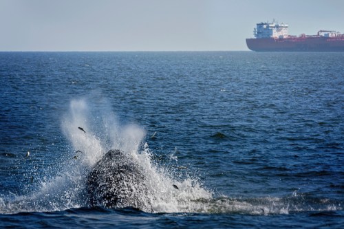 A whale breaches the water, creating a splash, with a large ship in the background on a calm sea.