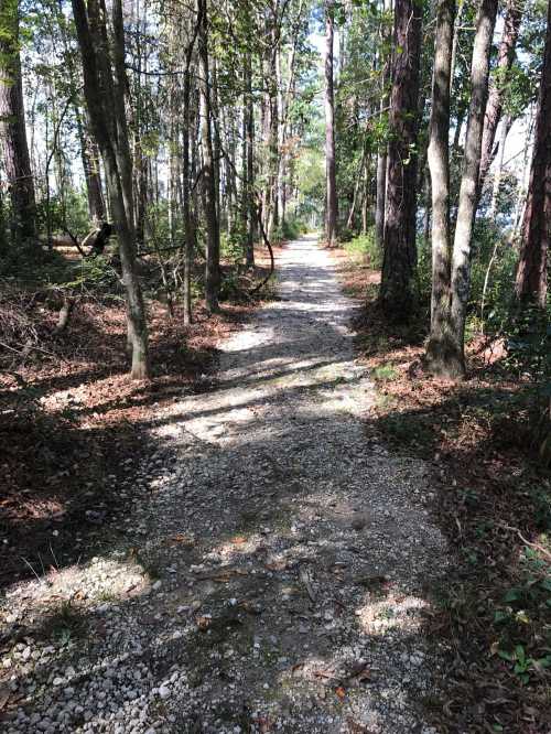 A gravel path winding through a forest with tall trees and dappled sunlight filtering through the leaves.