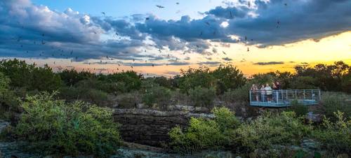 A group of people on a viewing platform watches bats emerge from a cave at sunset, surrounded by lush greenery.
