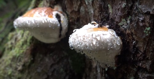 Close-up of mushrooms on a tree trunk, glistening with droplets of water.