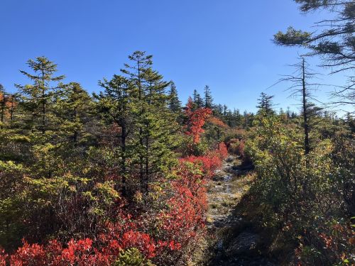 A vibrant landscape featuring green and red foliage under a clear blue sky, with trees lining a rocky path.