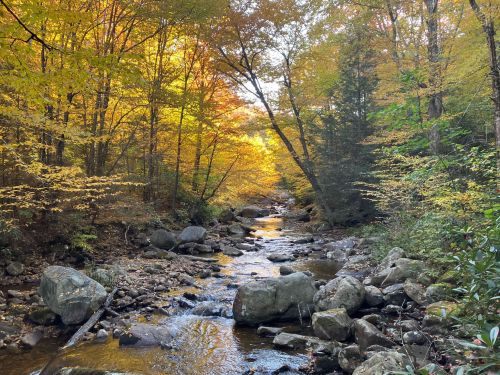 A serene stream flows through a forest with vibrant autumn foliage, featuring rocks and golden leaves.