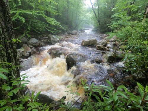 A flowing river surrounded by lush green trees and rocks, with mist in the background creating a serene atmosphere.