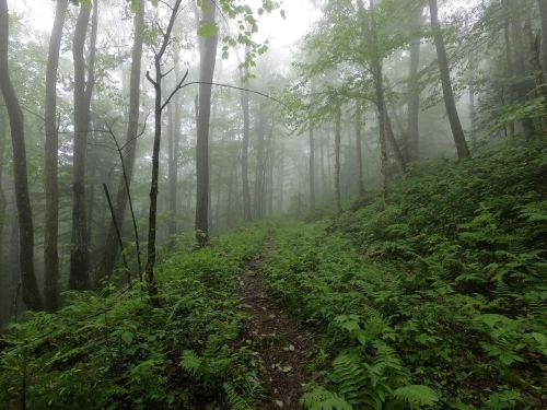 A misty forest path surrounded by tall trees and lush green ferns, creating a serene, tranquil atmosphere.