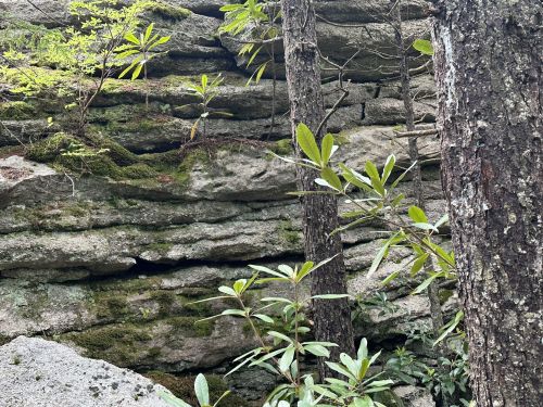 Rocky cliffside with moss and small plants, surrounded by trees in a natural setting.