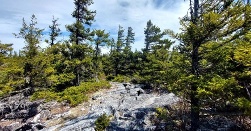 A rocky path winds through a dense forest of green trees under a partly cloudy sky.