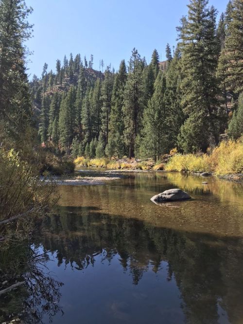 A serene river flows through a forested landscape, surrounded by tall pine trees and autumn foliage.