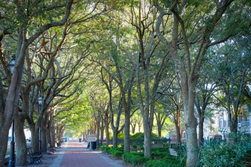A serene pathway lined with lush trees, benches, and soft sunlight filtering through the leaves.