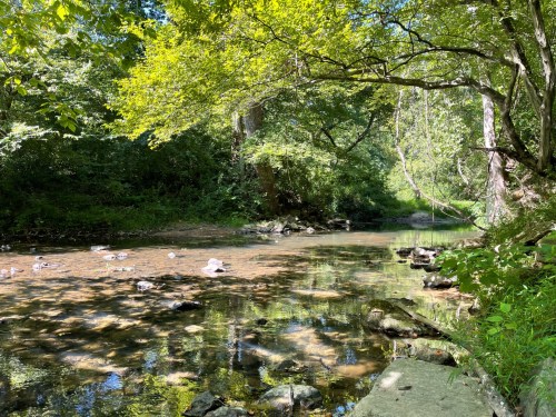 A serene riverbank scene with clear water, surrounded by lush green trees and rocks. Sunlight filters through the leaves.