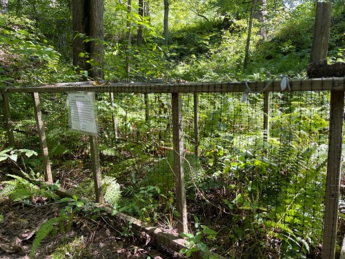 A wooden fence encloses a lush green area with ferns and trees, featuring a sign attached to the fence.