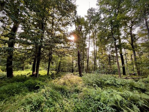 Sunlight filters through a dense forest, illuminating lush greenery and ferns in a tranquil natural setting.