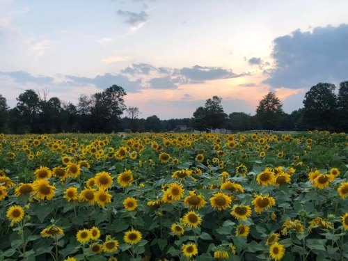 A vibrant field of sunflowers under a colorful sunset sky, with trees in the background.