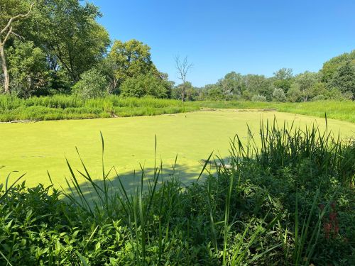 Lush green wetland with algae-covered water, surrounded by trees and tall grasses under a clear blue sky.