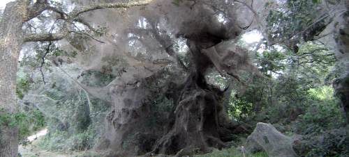 A dense forest scene featuring large trees covered in thick spider webs, creating an eerie atmosphere.