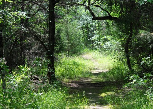 A serene forest path surrounded by lush greenery and trees, inviting exploration and tranquility.