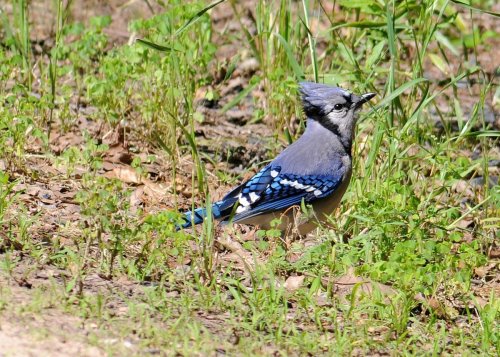 A blue jay perched on the ground among green grass and small plants, showcasing its vibrant blue and white feathers.