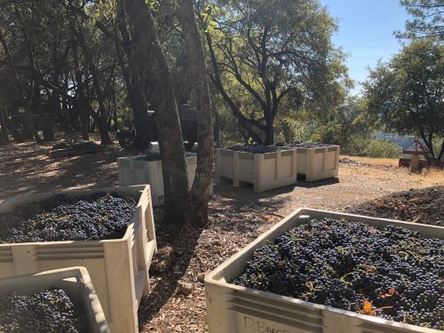Baskets of freshly harvested grapes sit under trees in a vineyard, with a scenic view in the background.