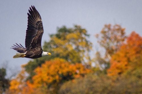 A bald eagle soaring through the sky with colorful autumn trees in the background.