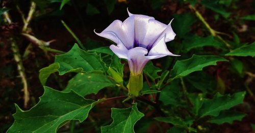 A close-up of a pale purple flower with a trumpet shape, surrounded by green leaves in a natural setting.