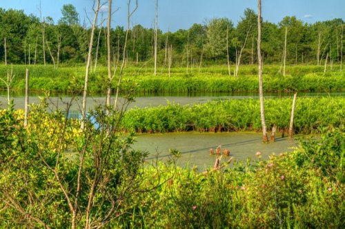 Lush green landscape with a calm waterway, surrounded by trees and tall grasses under a clear blue sky.