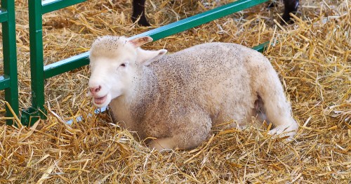 A sheep resting on straw in a barn, with a green fence in the background.