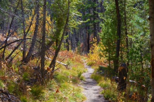 A winding dirt path through a forest with green trees and autumn foliage.