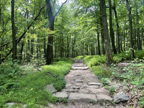 A stone path winds through a lush green forest, surrounded by tall trees and vibrant foliage.