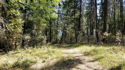 A serene forest path surrounded by tall trees and lush greenery, leading into a peaceful natural setting.