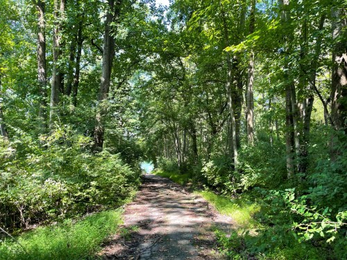 A serene forest path surrounded by lush green trees and foliage, leading towards a calm body of water.