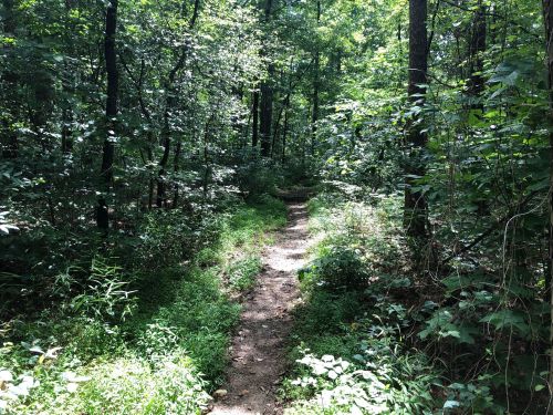 A narrow dirt path winding through a lush, green forest filled with trees and underbrush.