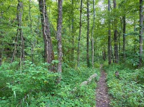 A narrow dirt path winds through a lush green forest filled with tall trees and dense foliage.