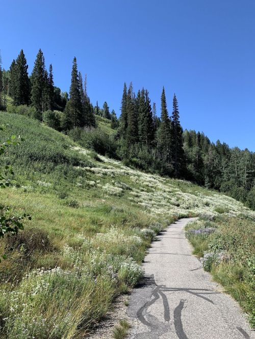 A winding path through a lush green hillside dotted with wildflowers and tall pine trees under a clear blue sky.