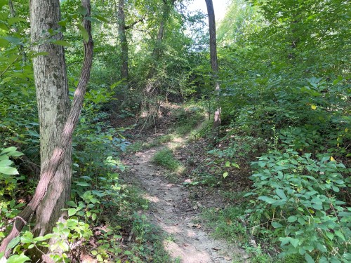 A narrow dirt path winding through a lush green forest with trees and dense foliage on either side.