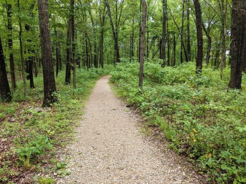 A winding gravel path through a lush green forest with tall trees and dense underbrush on either side.