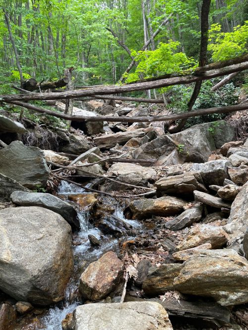 A rocky stream flows through a lush green forest, with fallen logs and vibrant foliage surrounding the scene.