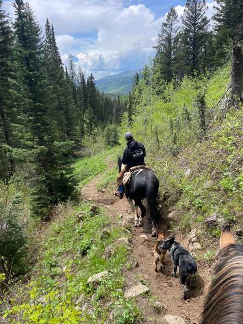 A person on horseback rides down a forested trail, accompanied by two dogs, surrounded by greenery and mountains.