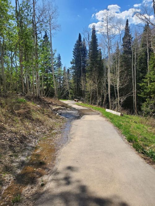 A winding path through a lush forest, with trees on either side and a clear blue sky above.