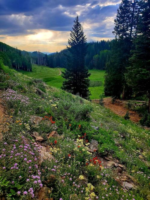 A scenic landscape featuring a lush green valley, colorful wildflowers, and tall trees under a cloudy sky.